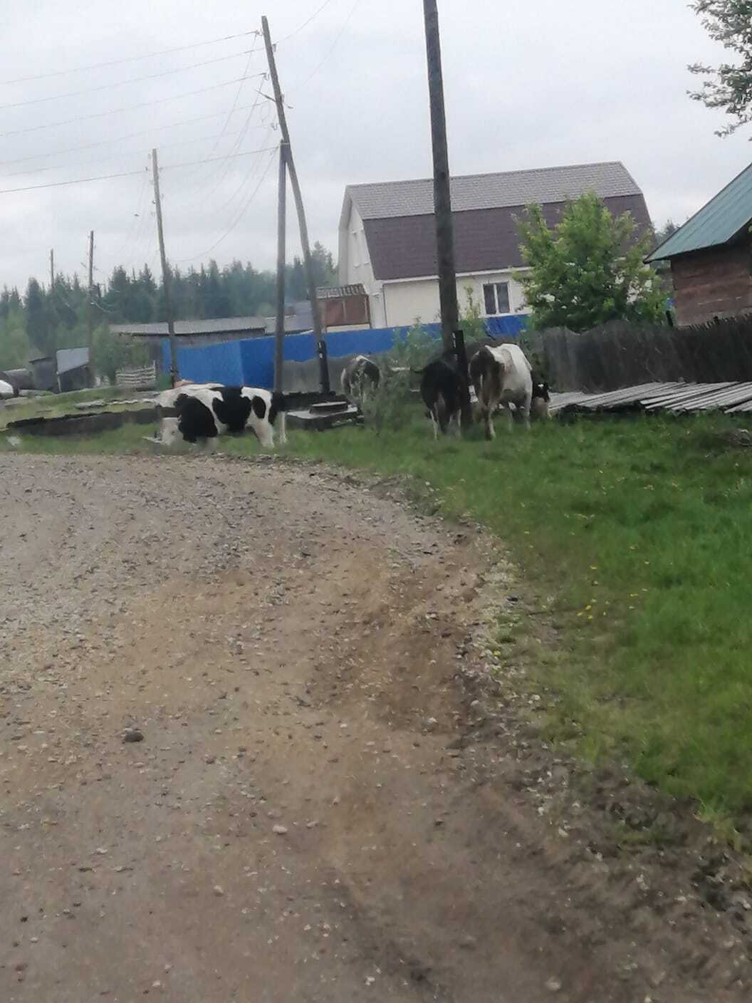 Содержание домашних животных.